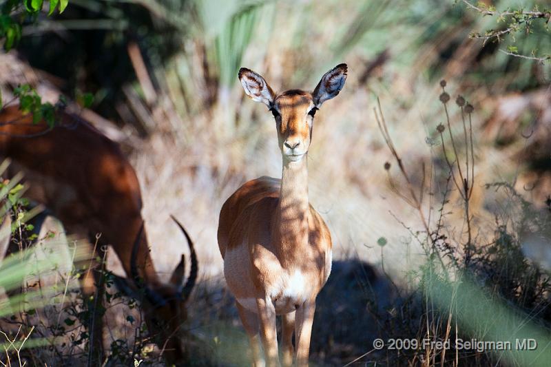 20090613_092000 D300 X1.jpg - Springbok (Gazelle)